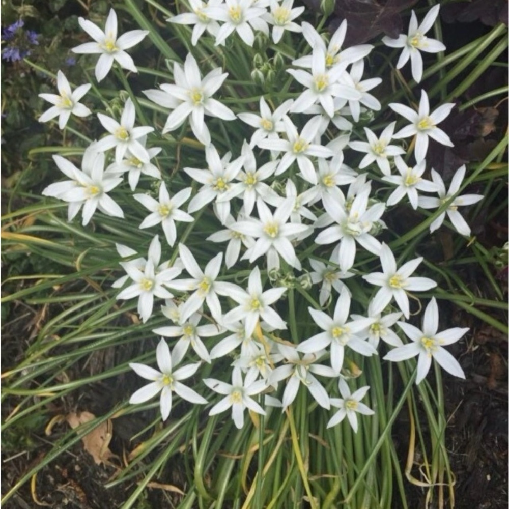 20 Star of Bethlehem plants w bulbs.  Blooms in Spring.  Greenery comes up first